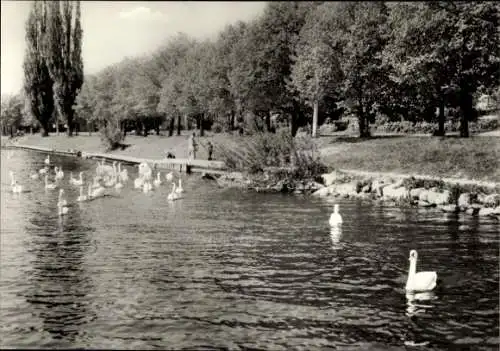 Ak Prenzlau in der Uckermark, Am Uckersee, Schwäne