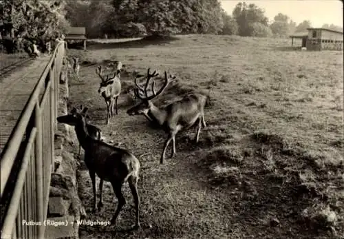 Ak Putbus auf der Insel Rügen, Wildgehege, Hirsche