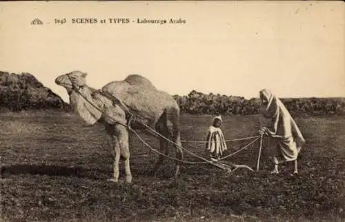 Ak Araber mit Kamelpflug auf dem Feld, Maghreb