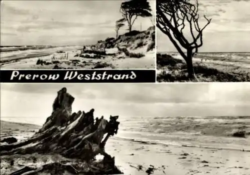 Ak Prerow Darß Ostsee, Landschaftsmotive am Weststrand, Küste, Windflüchter