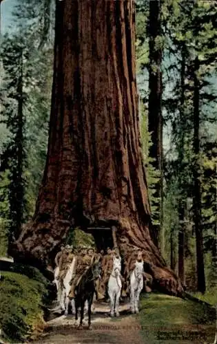 Ak Wawona, Kalifornien, USA, Mariposa Grove, großer Baum