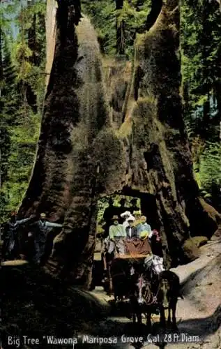 Ak Wawona, Kalifornien, USA, Mariposa Grove, großer Baum