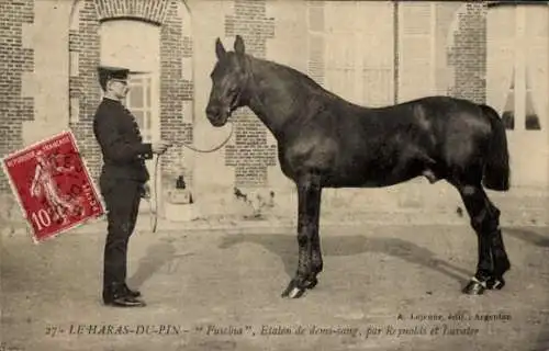 Ak Le Pin au Haras Haras du Pin Orne, Rassepferd, Fuschia