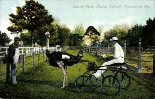 Ak Jacksonville Florida USA, Ostrich Farm, Straußenkutsche, Racing Ostrich