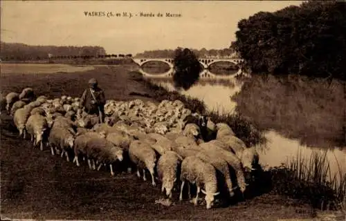 Ak Vaires Seine et Marne, Bords de Marne, Schafherde