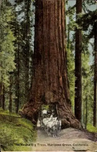 Ak Wawona, Kalifornien, USA, Mariposa Grove, großer Baum