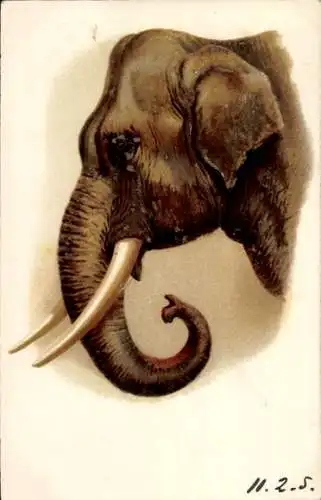 Litho Elefant, Tierporträt, Stoßzähne