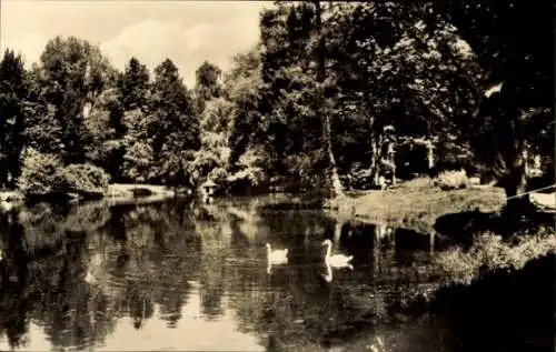 Ak Bad Liebenstein im Thüringer Wald, Schwanenteich im Elisabeth-Park