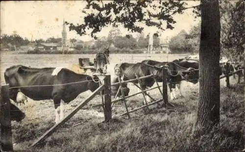 Ak Ermelo Gelderland, auf der Wiese hinter Veldwijk, Kühe