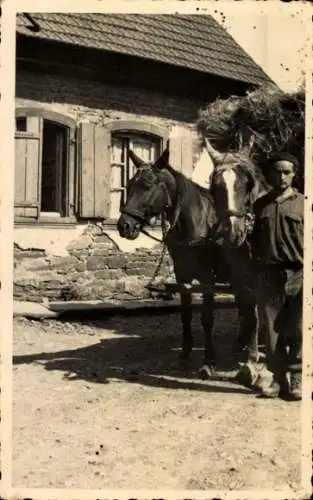 Foto Ak Mann mit Pferden, Pferdefuhrwerk