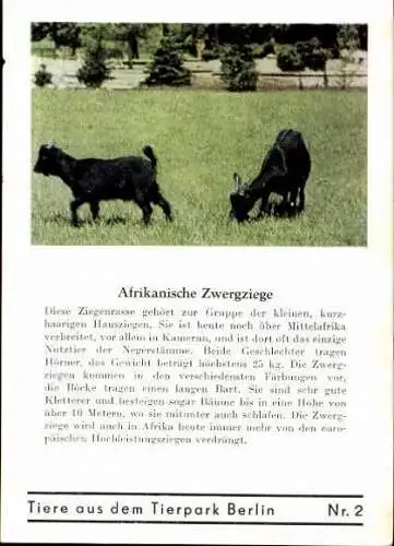 Set von 8 AK im Umschlag Tierpark Berlin , Elefanten, Storch, Pilikan etc.