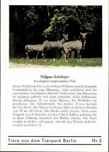 Set von 8 AK im Umschlag Tierpark Berlin , Elefanten, Storch, Pilikan etc.