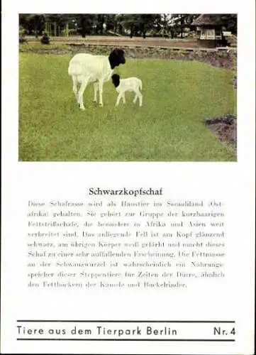 Set von 8 AK im Umschlag Tierpark Berlin , Elefanten, Storch, Pilikan etc.