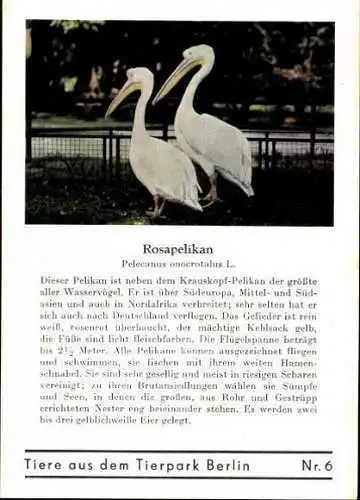 Set von 8 AK im Umschlag Tierpark Berlin , Elefanten, Storch, Pilikan etc.