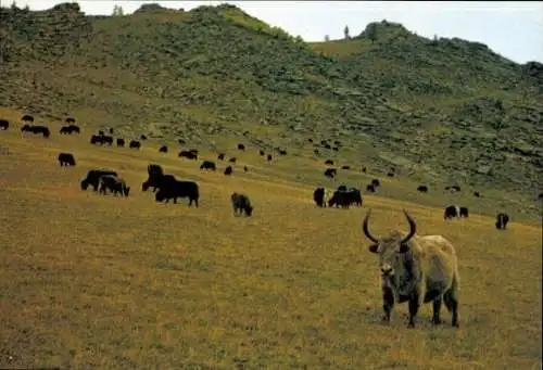 Set von 15 AK im Umschlag  Mongolei, verschiedene Ansichten 