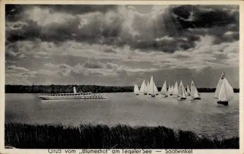 Ak Berlin Reinickendorf Tegel Saatwinkel, Gaststätte Blumeshof, Tegeler See, Segelboote