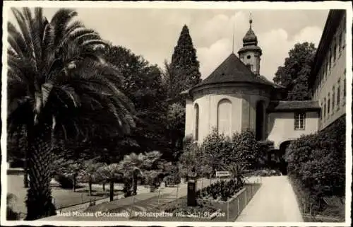 Ak Insel Mainau im Bodensee, Phönixpalme, Schlosskirche