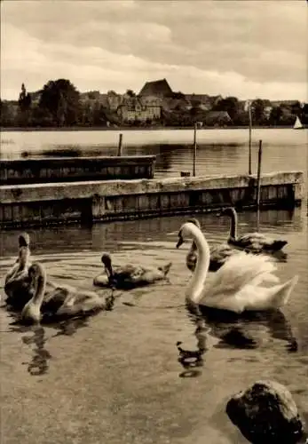 Ak Prenzlau in der Uckermark, Unterer Uckersee, Schwäne