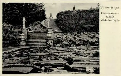 Ak Essen im Ruhrgebiet, Gruga, Warmwasserbecken, Victoria-Regia, Seerosenblätter