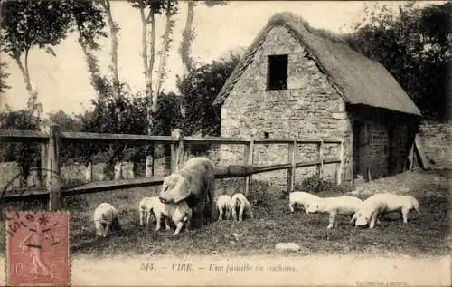 Ak Vire Calvados, une famille de cochons