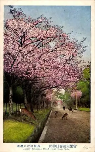 Ak Japan, Kirschblüte am ersten Torii-Tor