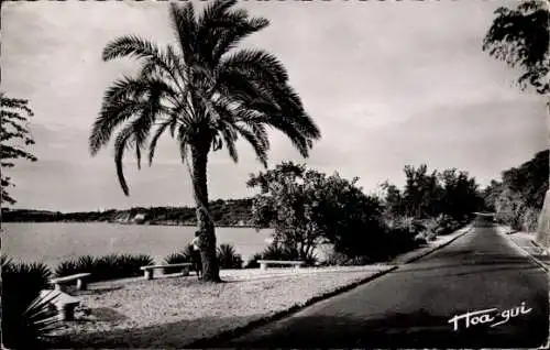 Ak Dakar Senegal, Straßenansicht, Palme