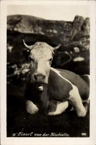 Ak s'Liserl von der Hochalm, Kuh auf der Weide, Gebirge, Portrait