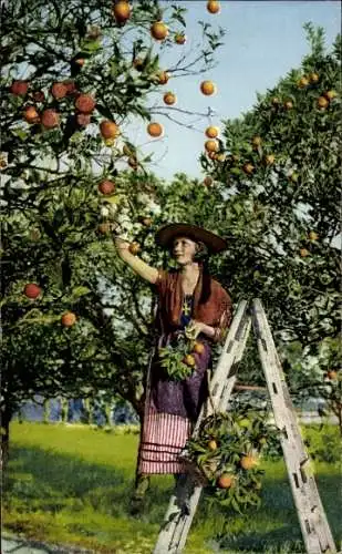 Ak La Côte d’Azur, Orangenpflücken