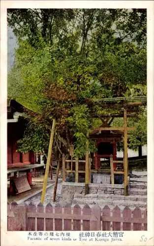 Ak Japan, Teilansicht, Bäume, Kasuga Jiniva