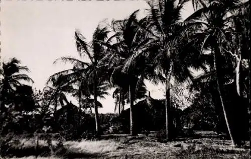 Ak Senegal, Cases sous les Coconut Trees, Kokospalmen