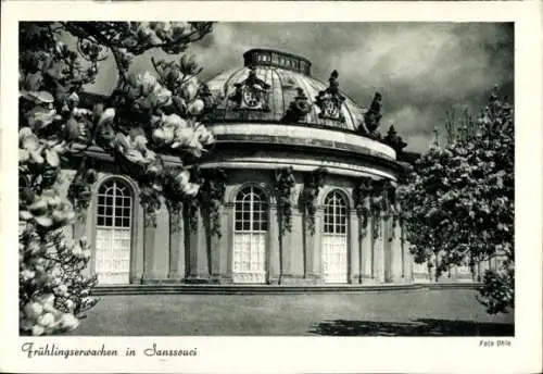 Ak Potsdam, Schloss Sanssouci, Teilansicht, Frühlingserwachen