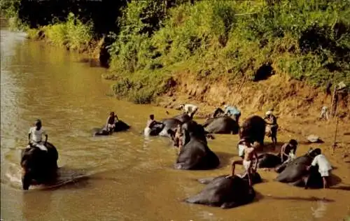 Ak Ceylon Sri Lanka, Elefanten baden im Mahaweli Ganga Katugastota