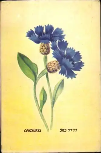 Künstler Ak Kornblume, Centaurea