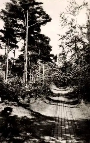 Ak Ostseebad Prerow auf dem Darß, Strandwald