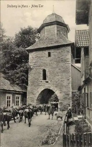 Ak Stolberg im Harz, Altes Tor, Rinderherde