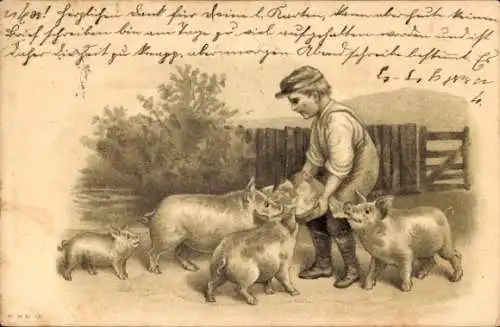 Litho Junge füttert Schweine, Bauernhof