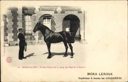 Ak Le Pin bei Haras Haras du Pin Orne, Schwarzes Pferd, Werbung, Moka Leroux