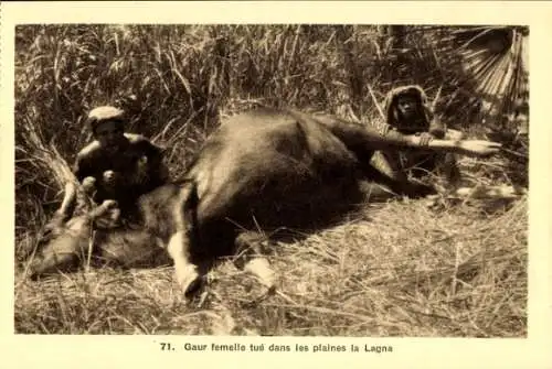 Ak Afrika, weibliche Gaur tötet in der Lagna-Ebene