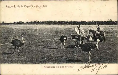 Ak Argentinien, Strauße, Reiter, Gauchos