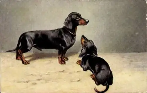 Ak Kurzhaariger schwarzroter Dachshund, Dackel