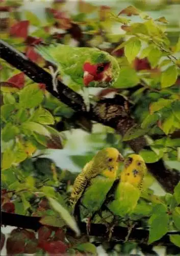 3 D Ak Wellensittiche und Papagei in einem Baum