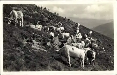 Ak Todtmoos im Schwarzwald, Hochkopf, Bergweide, Kuhherde