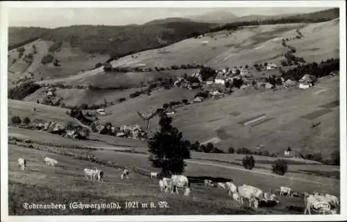 Ak Todtnauberg Todtnau im Schwarzwald, Panorama, Kuhherde