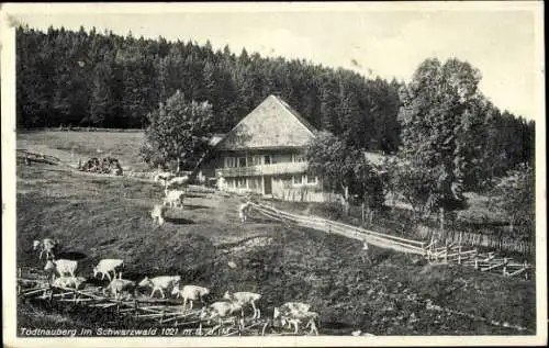 Ak Todtnauberg Todtnau im Schwarzwald, Pension Kaiser, Kuhherde