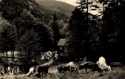 Ak Friedrichroda im Thüringer Wald, Teilansicht, Kuhherde