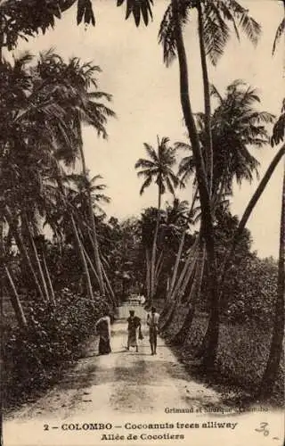 Ak Colombo Ceylon Sri Lanka, Kokospalmen Allee