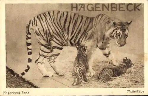 Ak Hagenbeck-Serie, Mutterliebe, Tiger mit Jungtieren