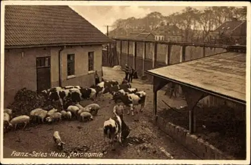 Ak Essen im Ruhrgebiet, Franz Sales Haus, Ökonomie, Rinder, Schweine