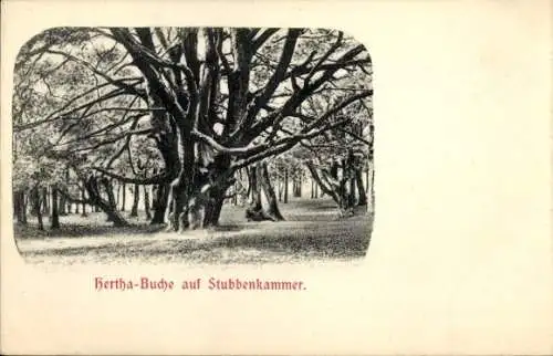 Ak Stubbenkammer Sassnitz auf Rügen, Hertha Buche