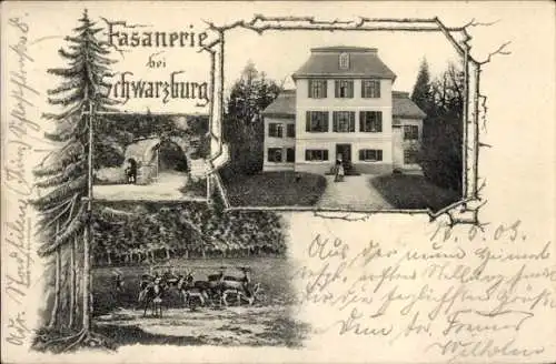 Ak Schwarzburg in Thüringen, Fasanerie